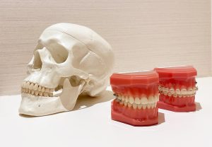 頭蓋骨と歯型の模型