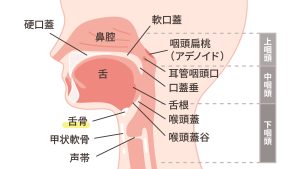 人体の口周辺の構造の図解イラスト