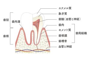 奥歯の構造のイラスト